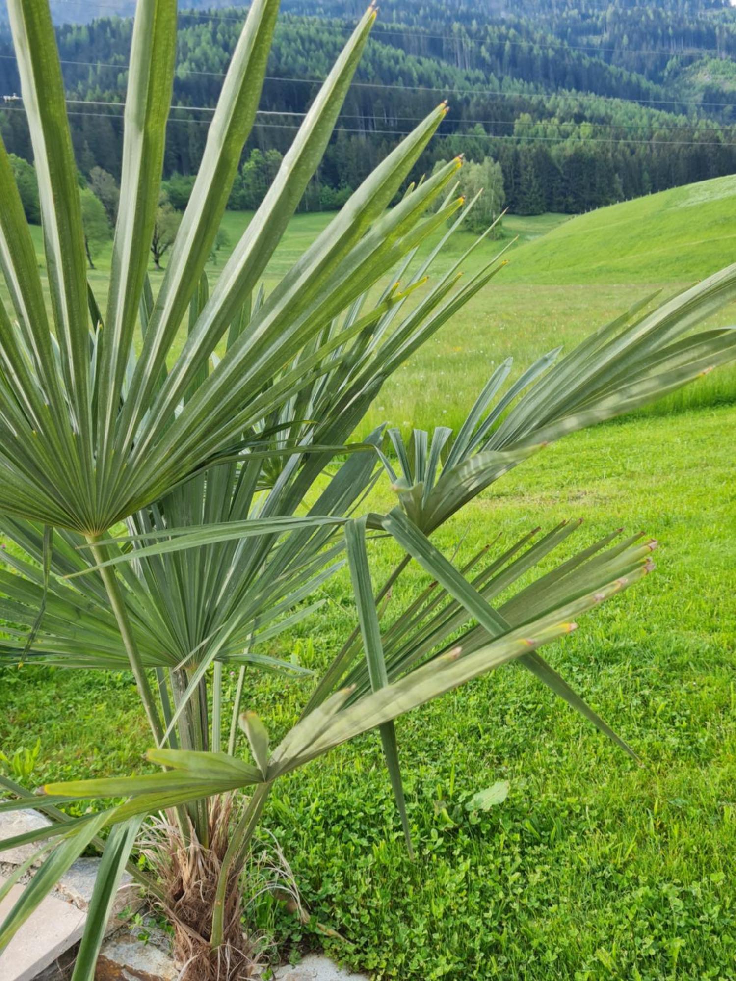 Ferienparadies Taxen Sankt Veit im Pongau Extérieur photo