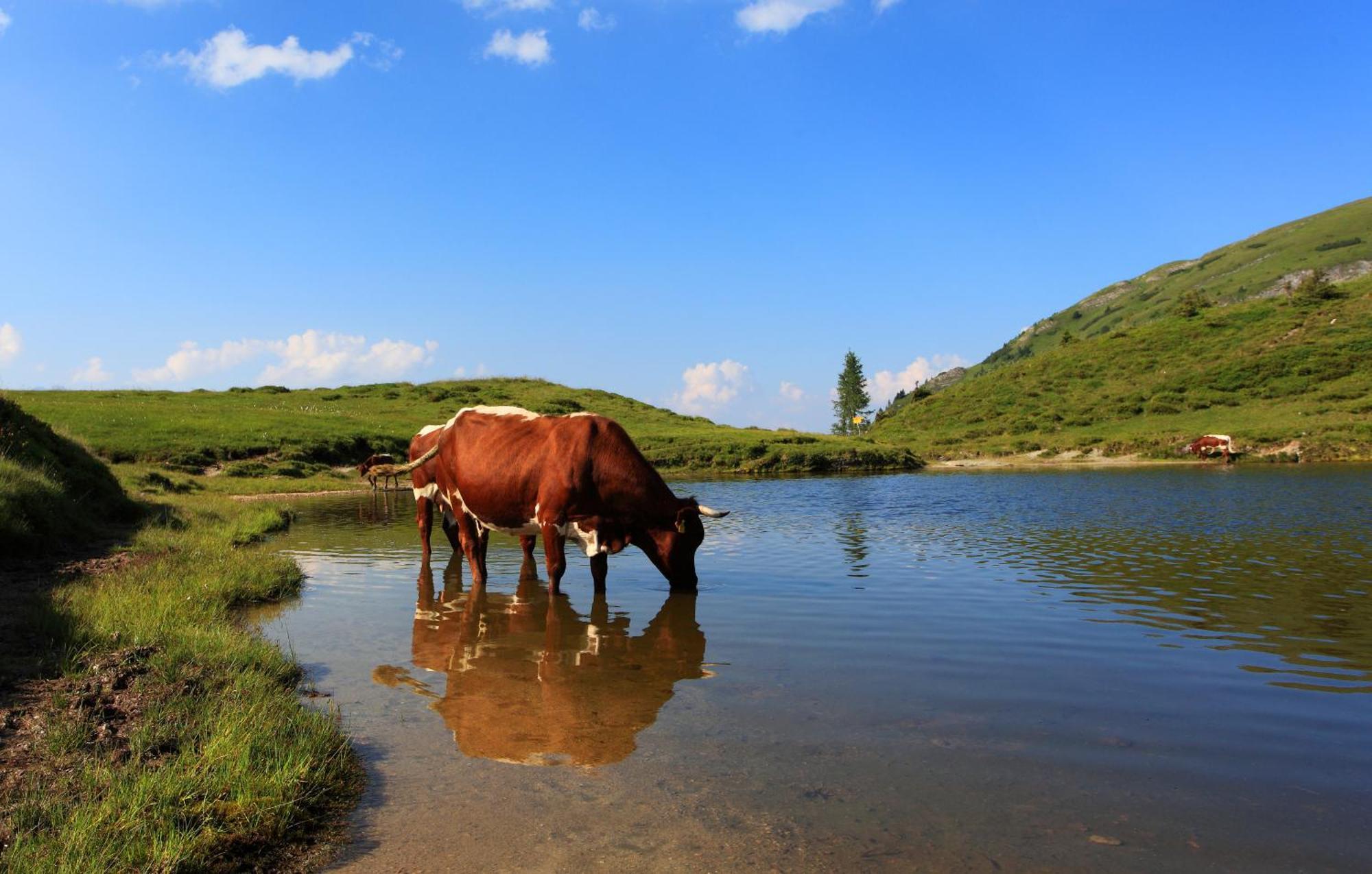Ferienparadies Taxen Sankt Veit im Pongau Extérieur photo